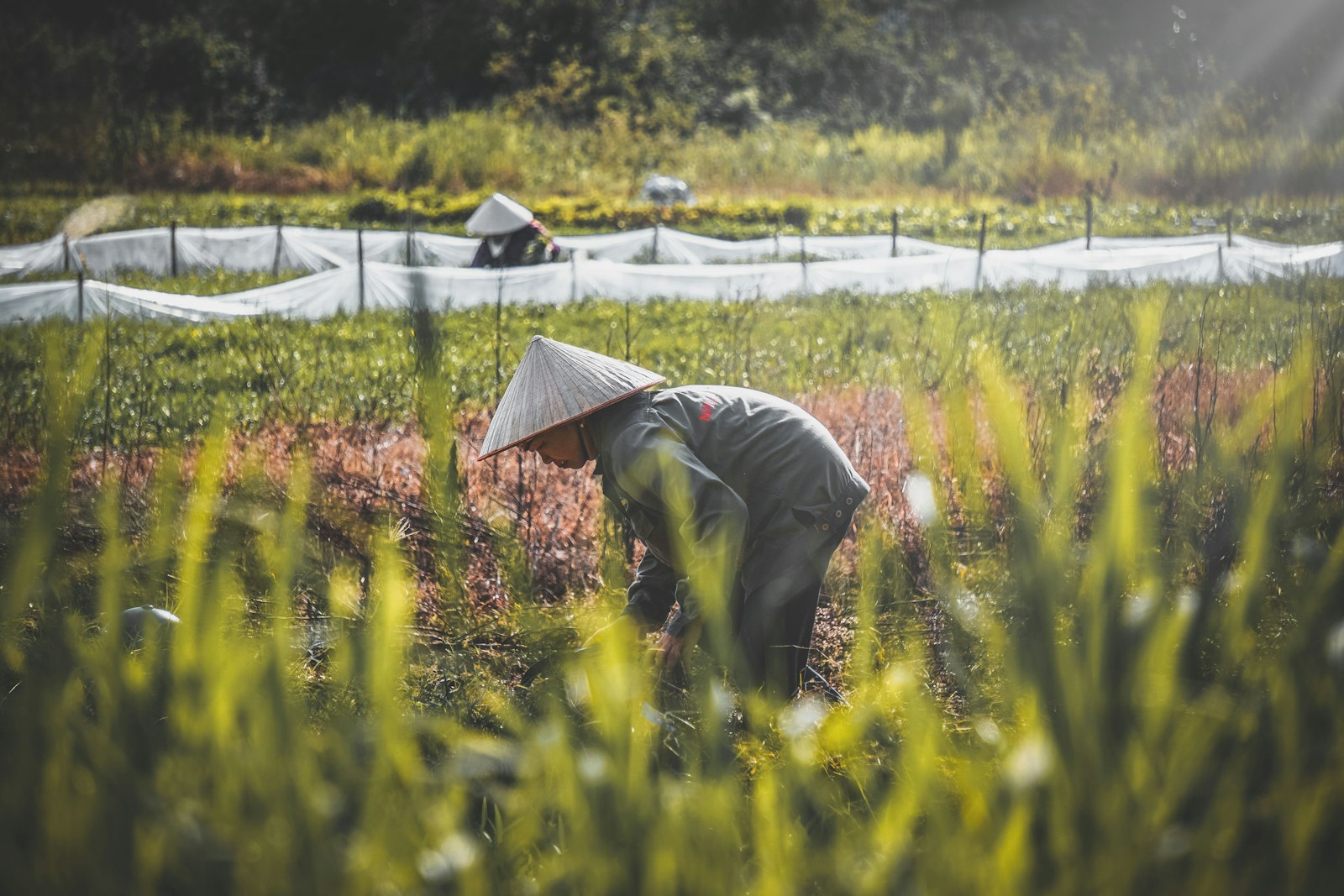 Nhà vườn đu đủ Việt Nam